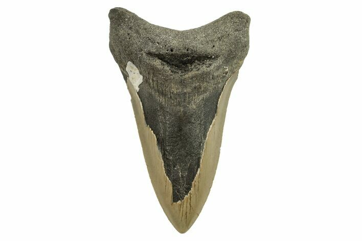 Bargain, Fossil Megalodon Tooth - Serrated Blade #294526